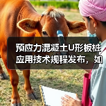 预应力混凝土U形板桩应用技术规程发布,如何规范水利工程设计施工?(图4) 预应力混凝土U形板桩应用技术规程发布,如何规范水利工程设计施工?(图4)
